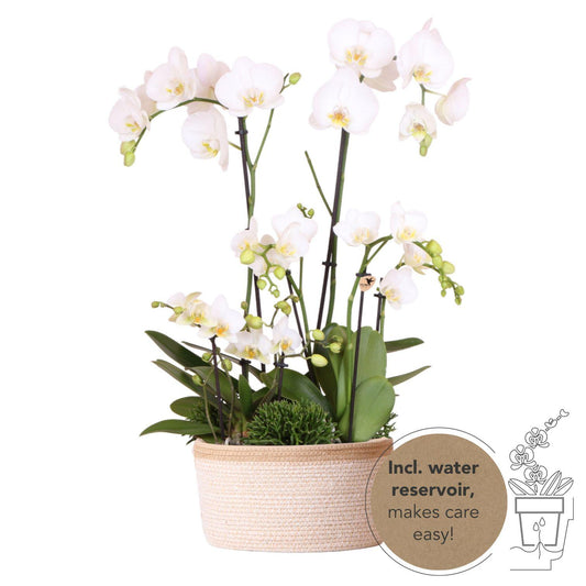 Kolibri Orchids | witte plantenset in Cotton Basket incl. waterreservoir | drie witte orchideeën en drie groene planten | Field Bouquet wit met zelfvoorzienend waterreservoir