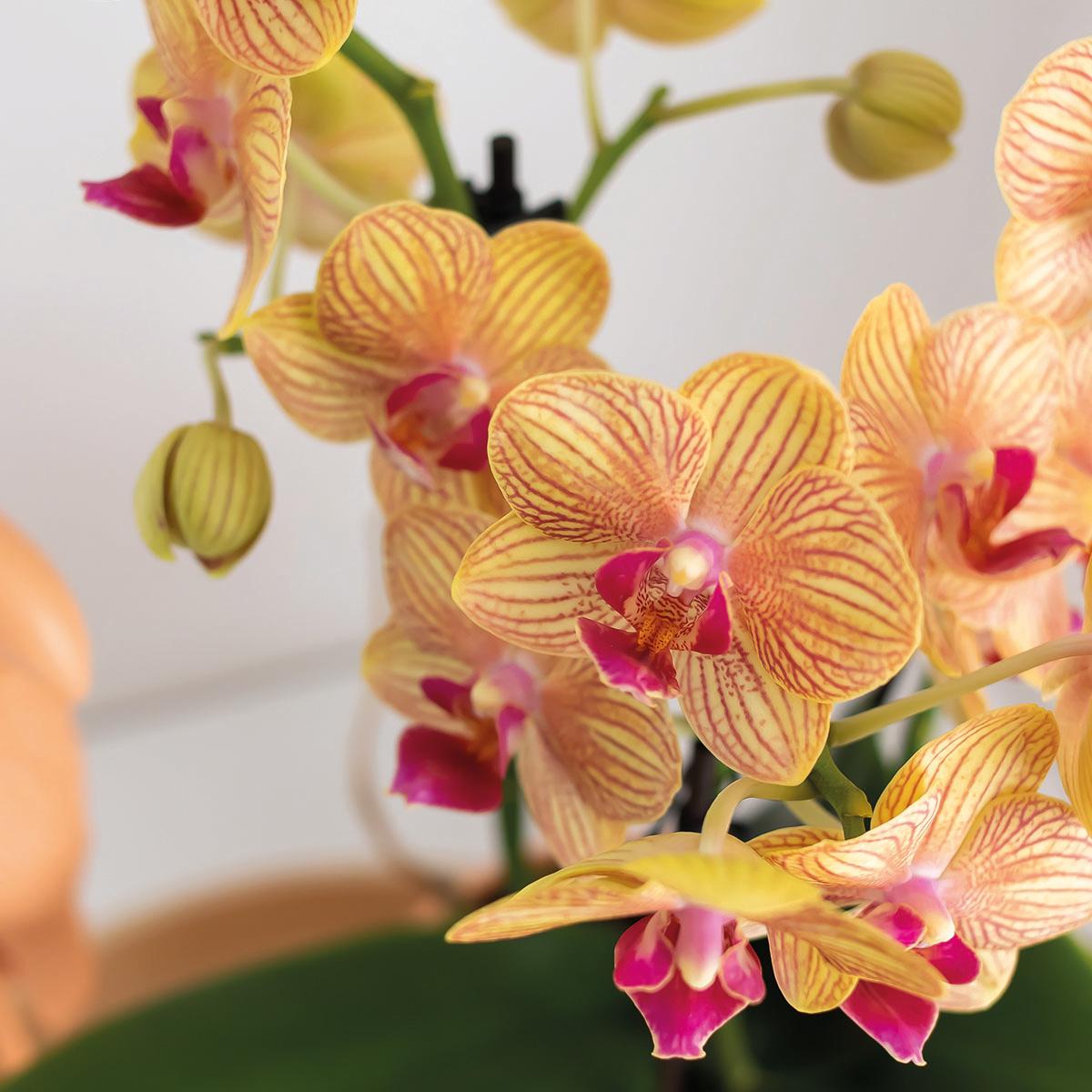 Orchidées colibri | Coffret cadeau Optimisme petite pêche | Plante verte avec orchidée Phalaenopsis orange dans des pots décoratifs couleur bonbon sur un plateau blanc en matière organique