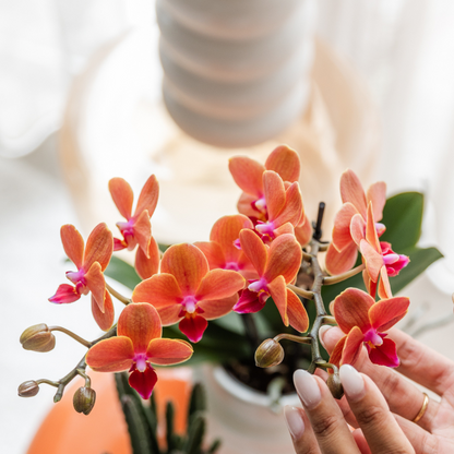 Orchidées Kolibri | Orchidée orange Bolzano + pot décoratif Étoile de mer - Ø 9 cm | Plante d'intérieur fleurie - fraîchement sortie du producteur