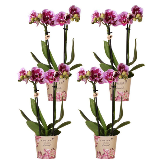 4 roze paarse phalaenopsis orchideeën - El Salvador - potmaat Ø9cm | COMBI-DEAL