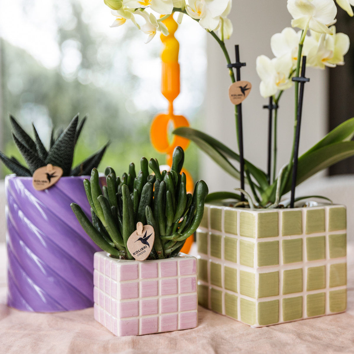 Kolibri Orchids | Gele phalaenopsis orchidee Mexico + Mosa sierpot groen - potmaat Ø9cm | bloeiende kamerplant - vers van de kweker