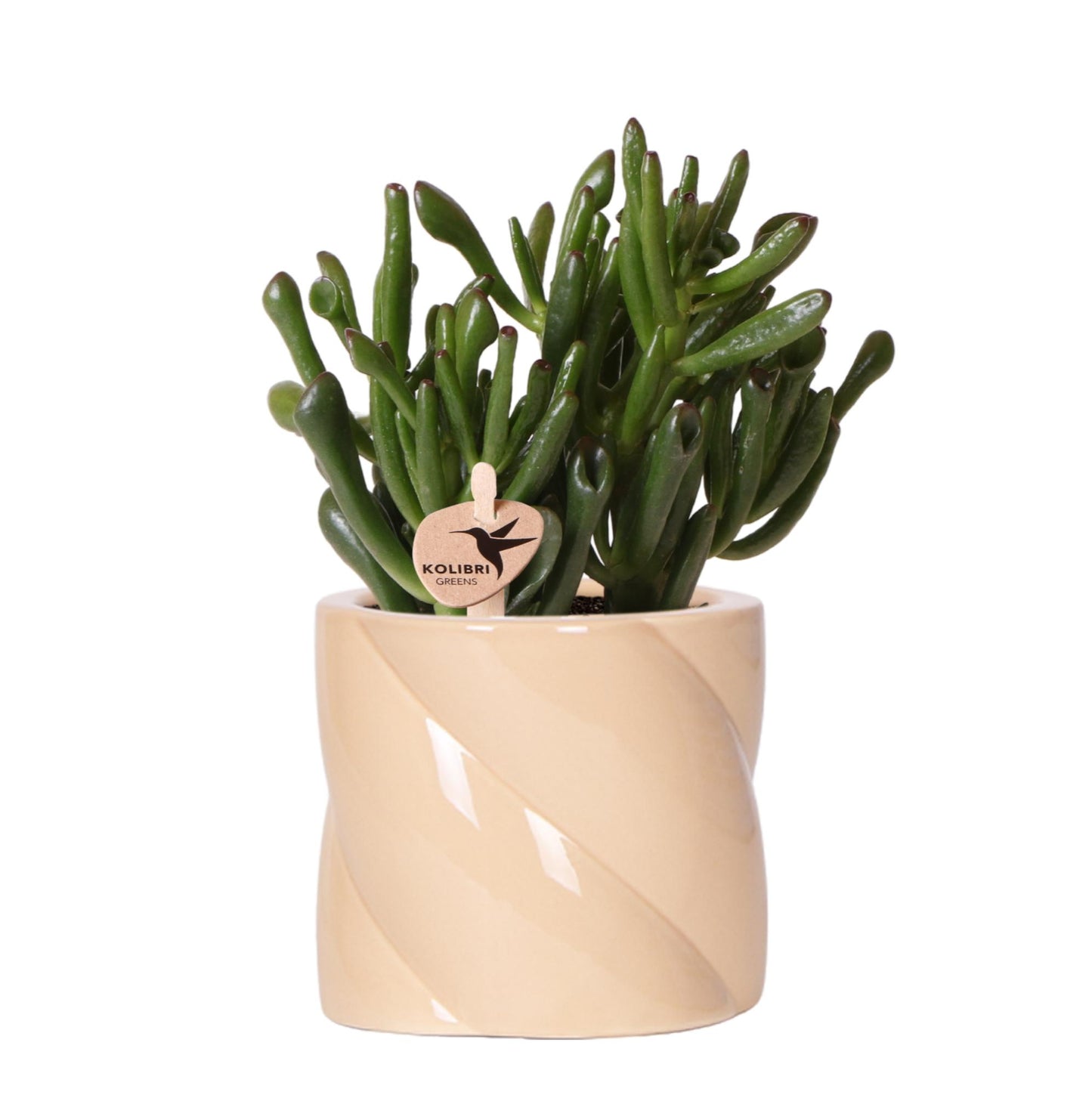 Kolibri Greens | succulent Crassula Hobbit +  Candy pot Peach - potmaat Ø9cm | bloeiende kamerplant - vers van de kweker