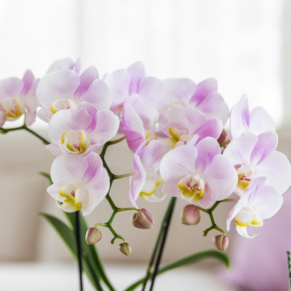 Kolibri Orchids | Gift set Pasen Big | Groene plant met roze Phalaenopsis orchidee in Simplicity sierpotten roze op bamboe plate