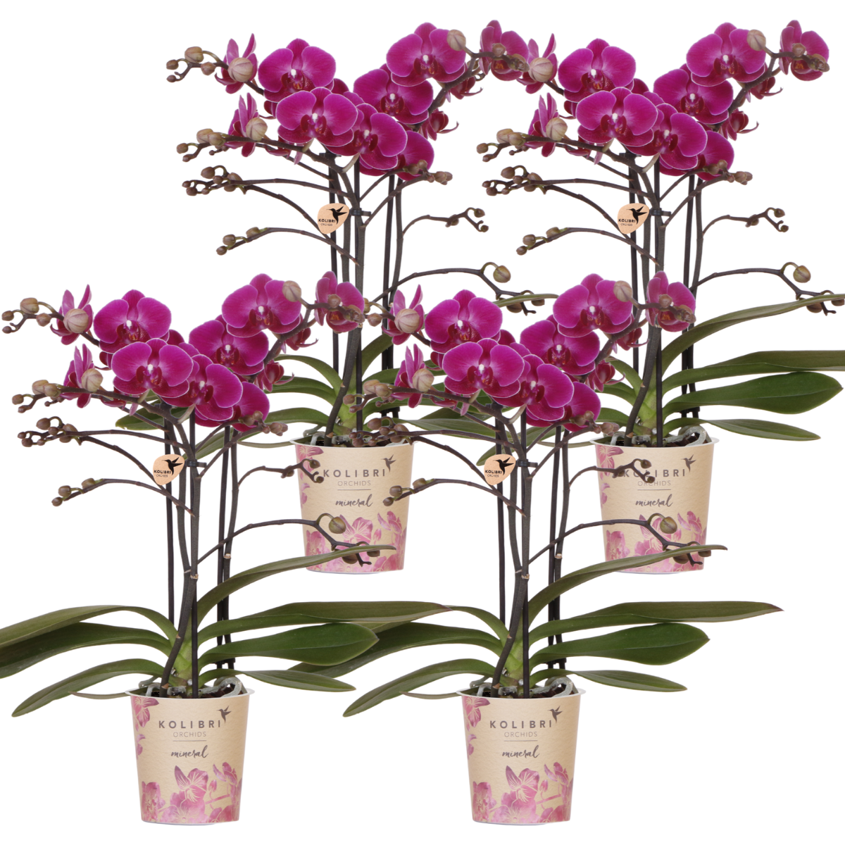 Kolibri Orchids | COMBI DEAL van 4 paarse phalaenopsis orchideeën - Morelia - potmaat Ø9cm | bloeiende kamerplant - vers van de kweker