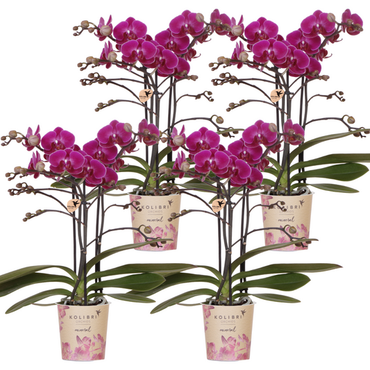 Kolibri Orchids | COMBI DEAL van 4 paarse phalaenopsis orchideeën - Morelia - potmaat Ø9cm | bloeiende kamerplant - vers van de kweker