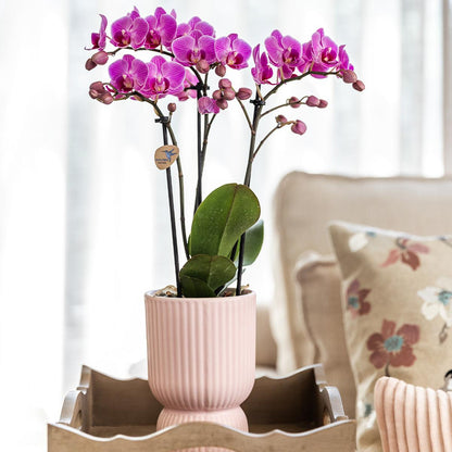 Roze paarse phalaenopsis orchidee - El Salvador + Diabolo pink - potmaat Ø9cm