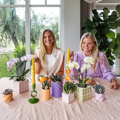 Kolibri Orchids | Gele phalaenopsis orchidee Mexico + Mosa sierpot groen - potmaat Ø9cm | bloeiende kamerplant - vers van de kweker