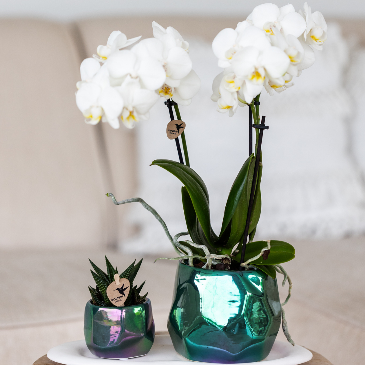 Kolibri Orchids | witte Phalaenopsis orchidee - Amabilis - potmaat Ø9cm | bloeiende kamerplant - vers van de kweker
