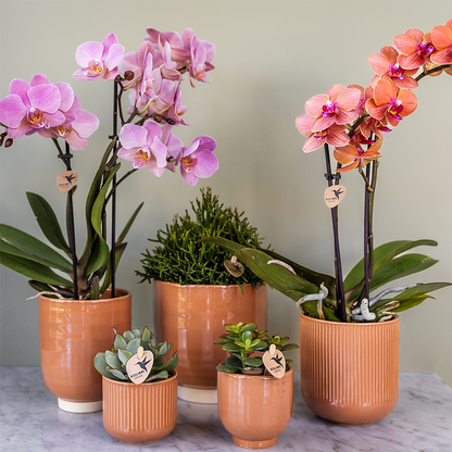 2 Phalaenopsis orchideeën - Treviso - potmaat Ø9cm | COMBI DEAL
