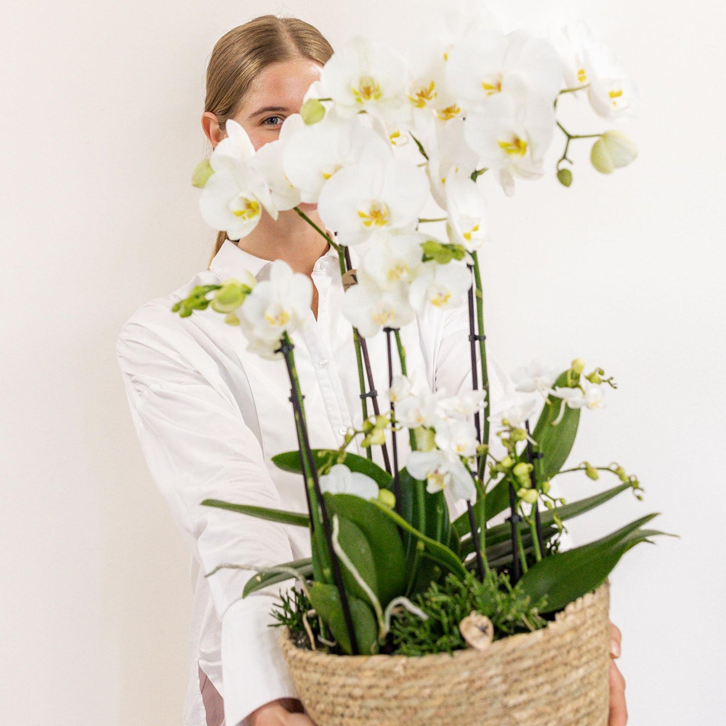 Kolibri Orchids | witte plantenset in Reed Basket incl. waterreservoir | drie witte orchideeën en drie groene planten | Field Bouquet wit met zelfvoorzienend waterreservoir