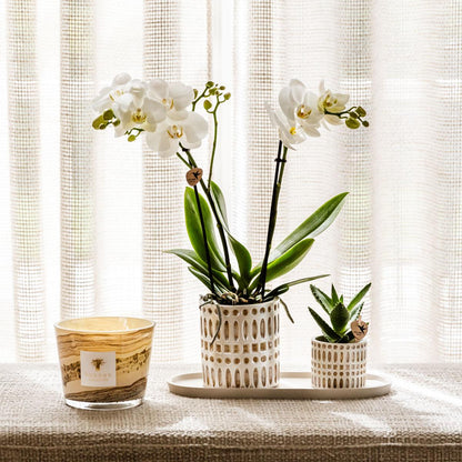 Plantenset Le Chic small | Witte Phalaenopsis Orchidee Amabilis  en Succulent incl. keramieken sierpotten