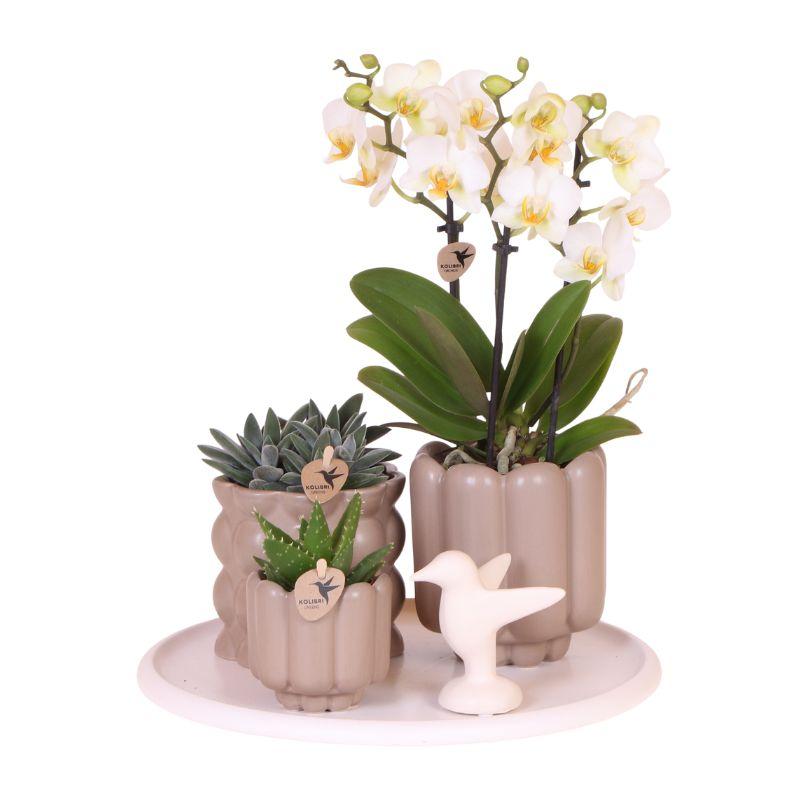Gift Set Slow Living | Witte orchidee met groene planten in keramieken sierpotten