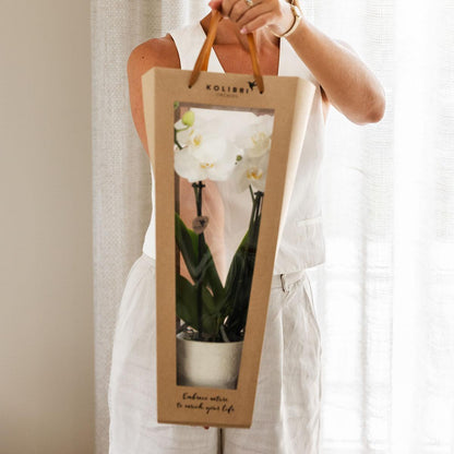 Orchidee cadeau beterschap | Orchidee met pot, kaart & cadeautas