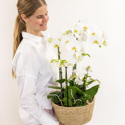 Kolibri Orchids | witte plantenset in Reed Basket incl. waterreservoir | drie witte orchideeën en drie groene planten | Field Bouquet wit met zelfvoorzienend waterreservoir