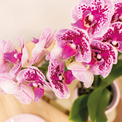 4 roze paarse phalaenopsis orchideeën - El Salvador - potmaat Ø9cm | COMBI-DEAL