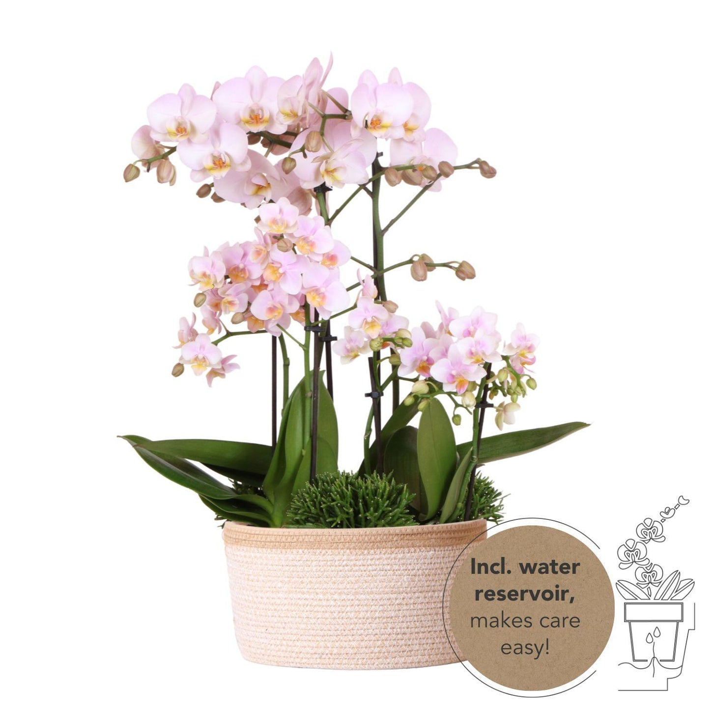 Kolibri Orchids | roze plantenset in Cotton Basket incl. waterreservoir | drie roze orchideeën en drie groene planten | Field Bouquet roze met zelfvoorzienend waterreservoir