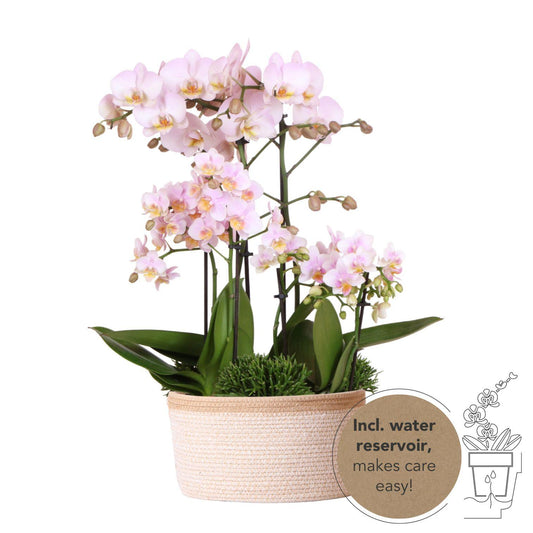 Kolibri Orchids | roze plantenset in Cotton Basket incl. waterreservoir | drie roze orchideeën en drie groene planten | Field Bouquet roze met zelfvoorzienend waterreservoir