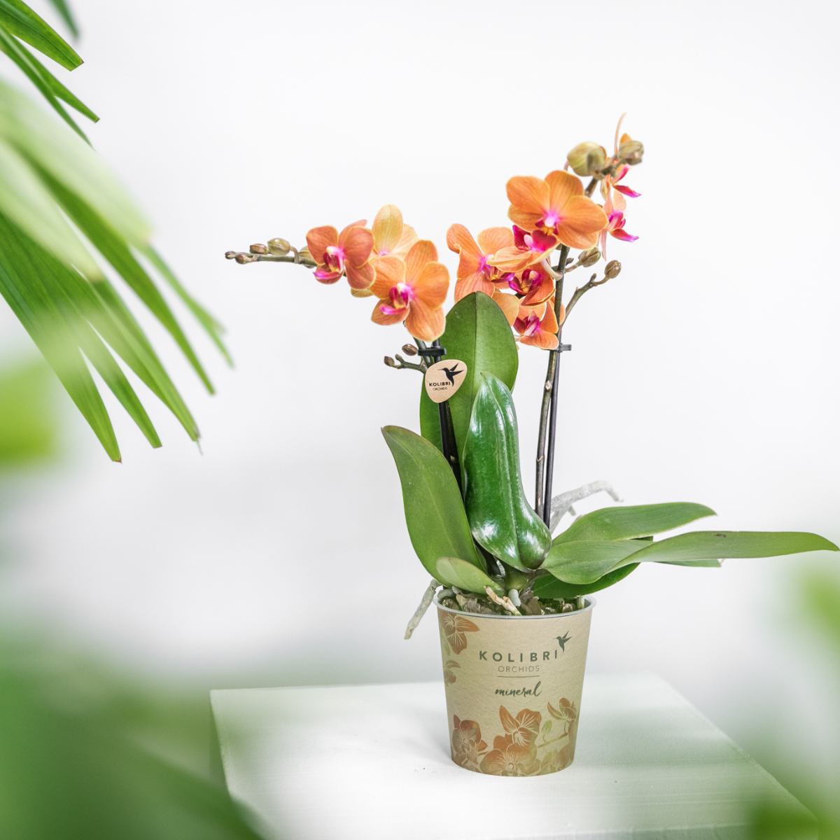 Kolibri Orchids | Oranje Phalaenopsis orchidee - Mineral Bolzano - potmaat Ø9cm | bloeiende kamerplant - vers van de kweker