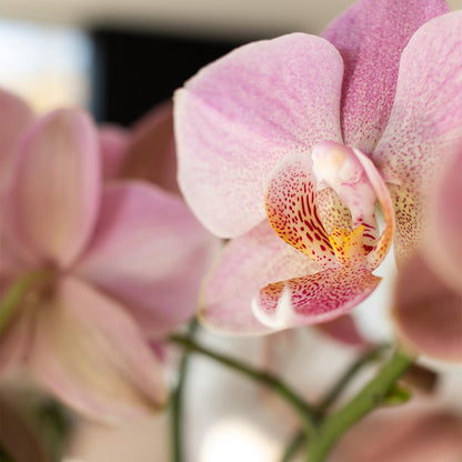 Oudroze Phalaenopsis orchidee - Jewel Treviso - potmaat Ø9cm