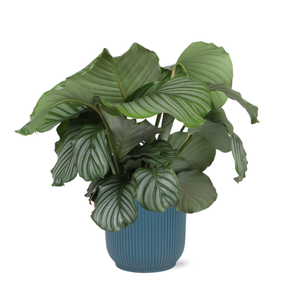 Calathea Orbifolia + elho Vibes Fold Round