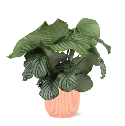 Calathea Orbifolia + elho Vibes Fold Round