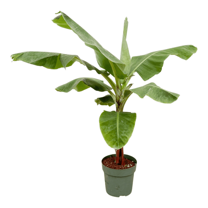 Bananenplant (Musa)