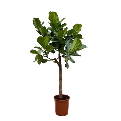 Ficus Lyrata op stam