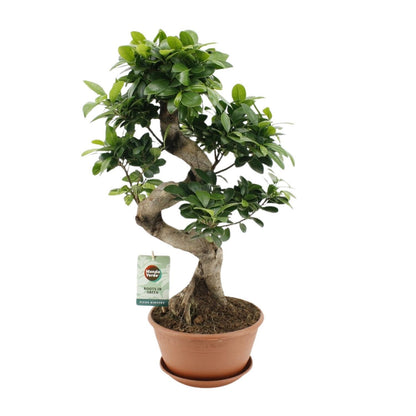 Ficus Ginseng Bonsai
