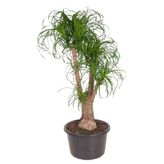 Beaucarnea (vertakt)