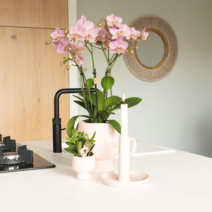 Oudroze Phalaenopsis orchidee - Jewel Treviso - potmaat Ø12cm