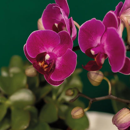 Gift set Hotel Chic| Plantenset met paarse Phalaenopsis Orchidee en Succulenten incl. keramieken sierpotten