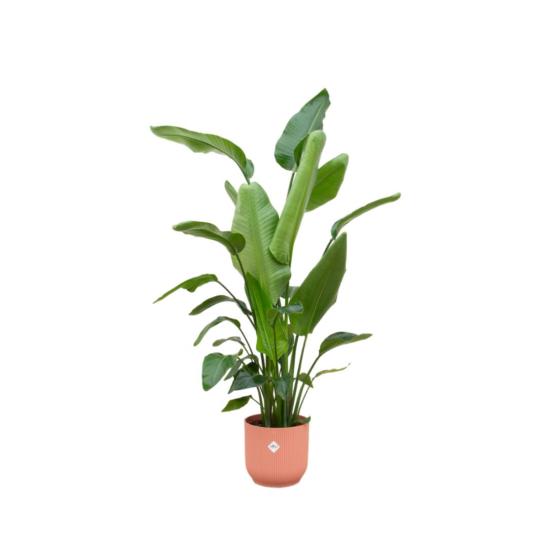 Strelitzia Nicolai + elho Vibes Fold Round