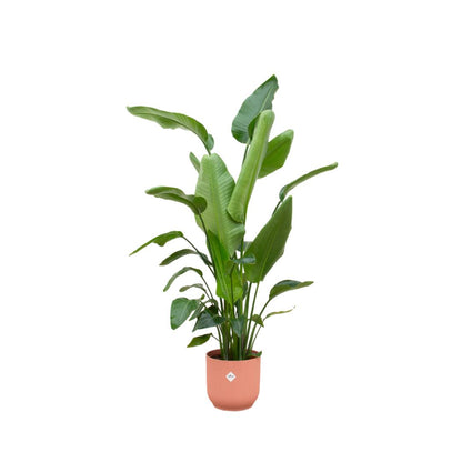 Strelitzia Nicolai + elho Vibes Fold Round