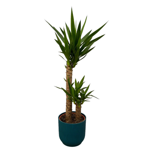 Yucca + elho Vibes Fold Round