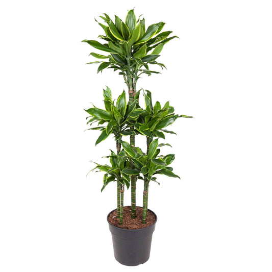 Dracaena Golden Coast (Carrousel)