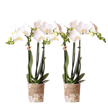 COMBI DEAL van 2 Orchideeën