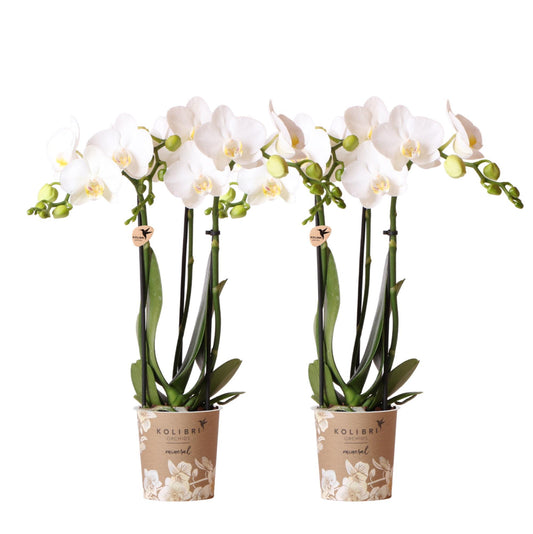 COMBI DEAL van 2 Orchideeën