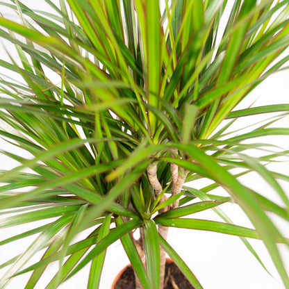 Combi deal: Dracaena (120cm) + Dracaena (70cm)