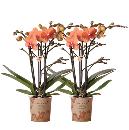COMBI DEAL van 2 Orchideeën