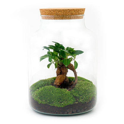 DIY terrarium - Milky met bonsai - ↕ 30 cm
