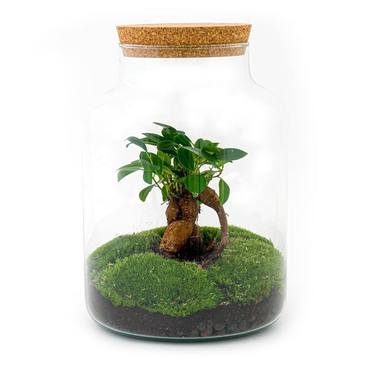DIY terrarium - Milky met bonsai - ↕ 30 cm