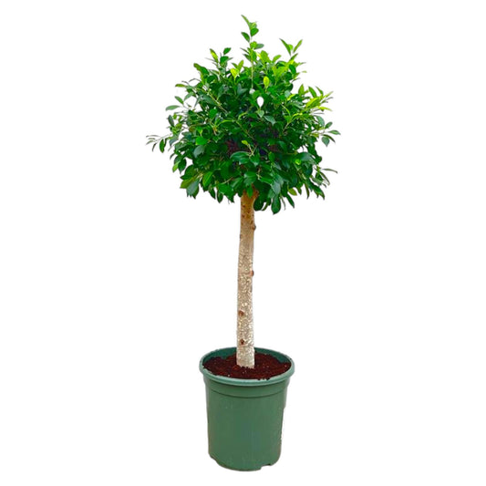 Ficus Nitida (op stam)