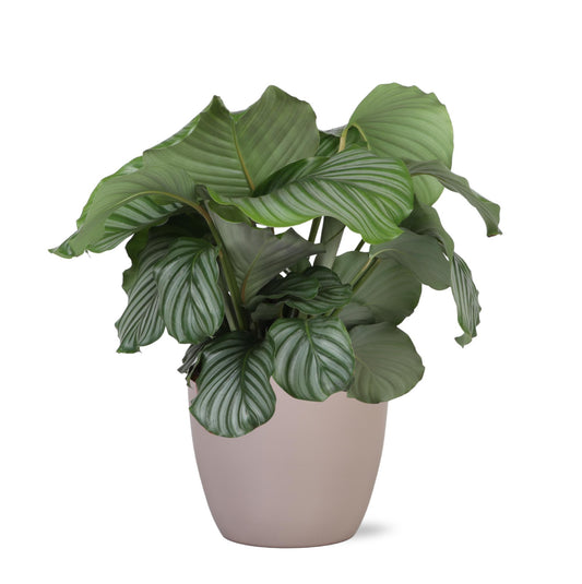 Calathea Orbifolia + BOULE pot