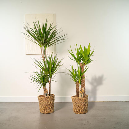 Combi deal: Dracaena (120 cm) + Yucca (100 cm)
