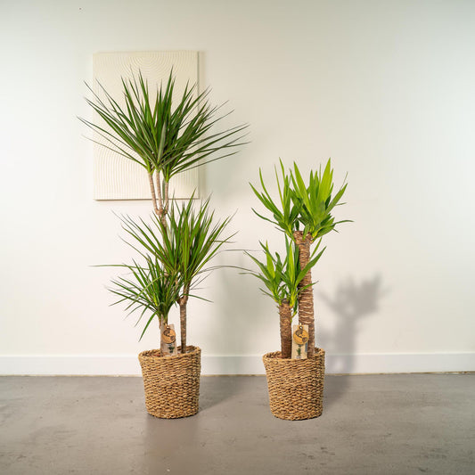 Combi deal: Dracaena (120 cm) + Yucca (100 cm)