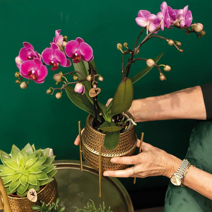 Paarse phalaenopsis orchidee - Morelia + Groove sierpot goud - potmaat Ø9cm - 35cm hoog