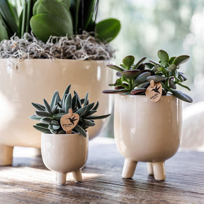 Rode Phalaenopsis orchidee – Congo + Gummy pot travertine – potmaat Ø9cm – 40cm hoog