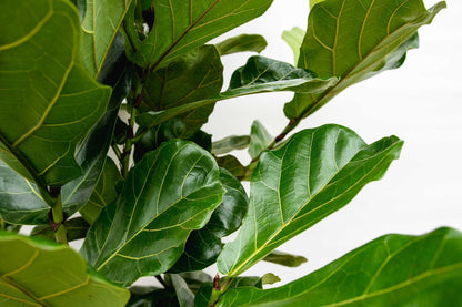 Ficus Lyrata (struik)