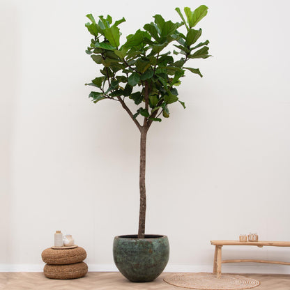 Ficus Lyrata op stam