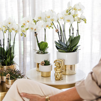 Witte Phalaenopsis orchidee - Amabilis + Lush pot - potmaat Ø9cm - 35cm hoog